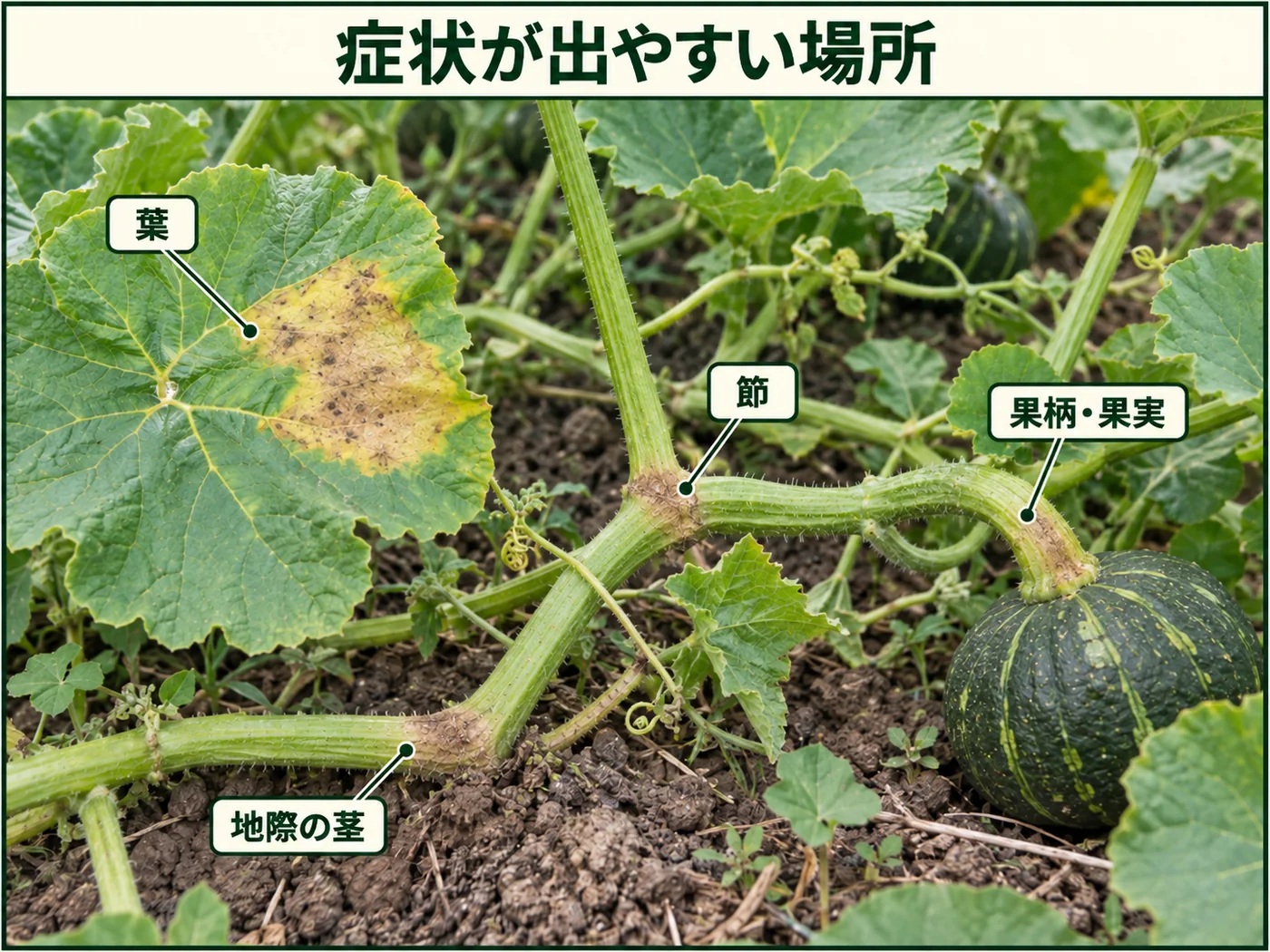 カボチャつる枯病の症状が出やすい葉、地際の茎、節、果柄や果実を示した図解