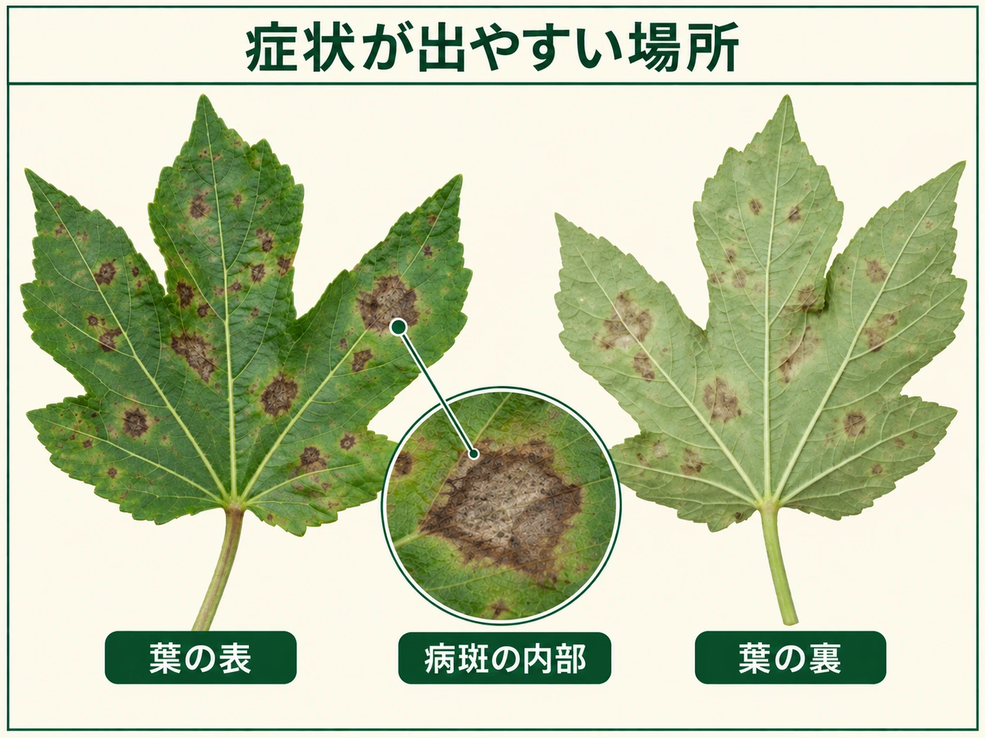 オクラ褐斑病の症状が出やすい葉の表、病斑内部、葉の裏を示した図解