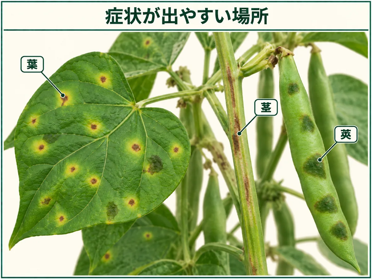インゲンかさ枯病の症状が出やすい葉、茎、莢を示した図解