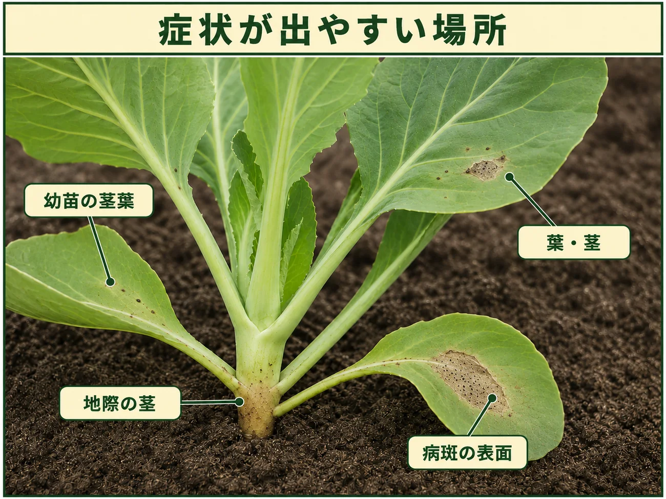 キャベツ根朽病の症状が出やすい幼苗の茎葉、葉・茎、地際の茎、病斑表面を示した図解