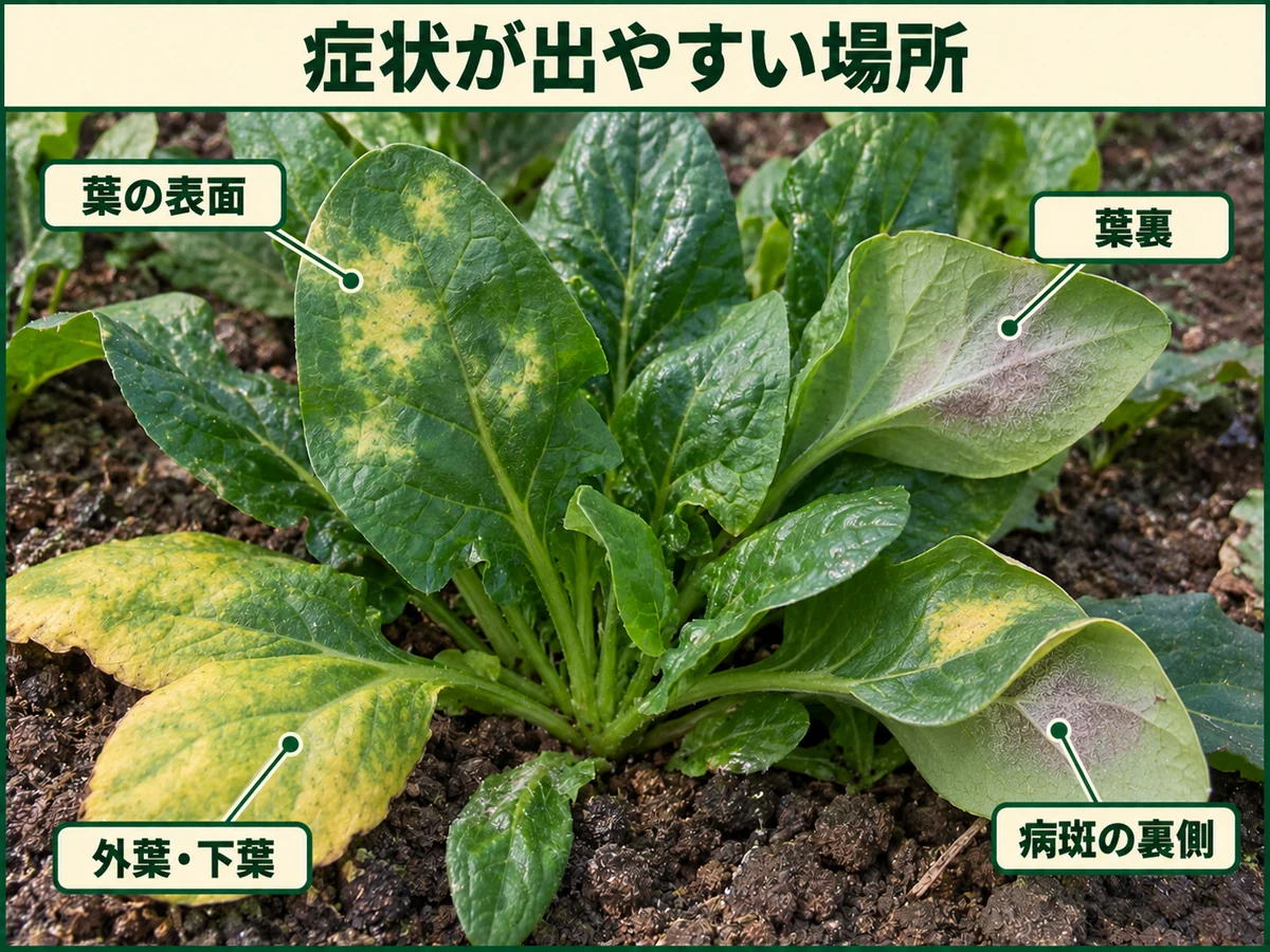 ホウレンソウべと病の症状が出やすい葉の表面、葉裏、外葉・下葉、病斑の裏側を示した図解