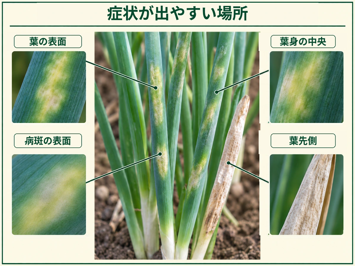 ネギべと病の症状が出やすい葉の表面、葉身の中央、葉先側、病斑の表面を示した図解