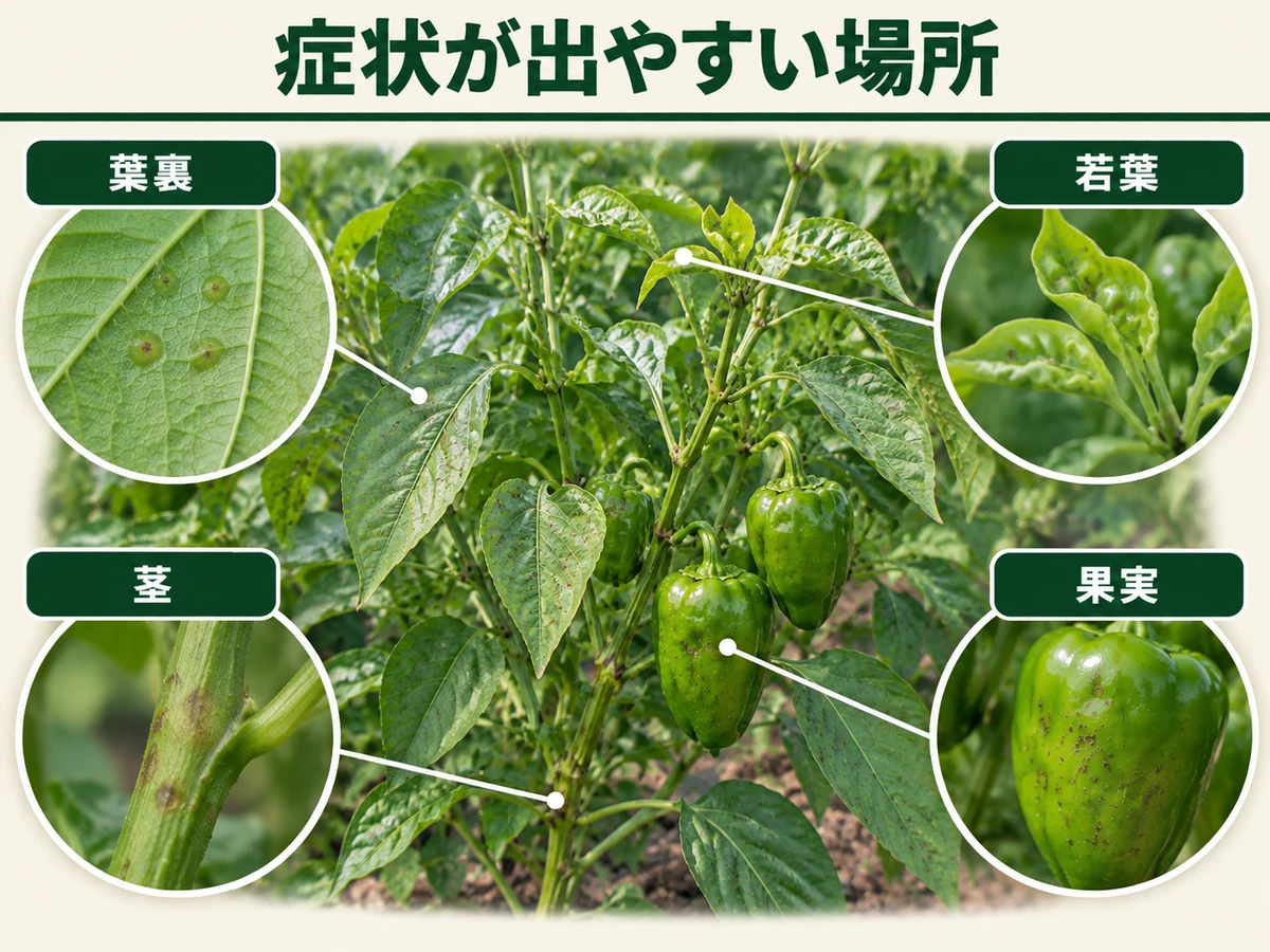 ピーマン斑点細菌病の症状が出やすい葉裏、若葉、茎、果実を示した図解