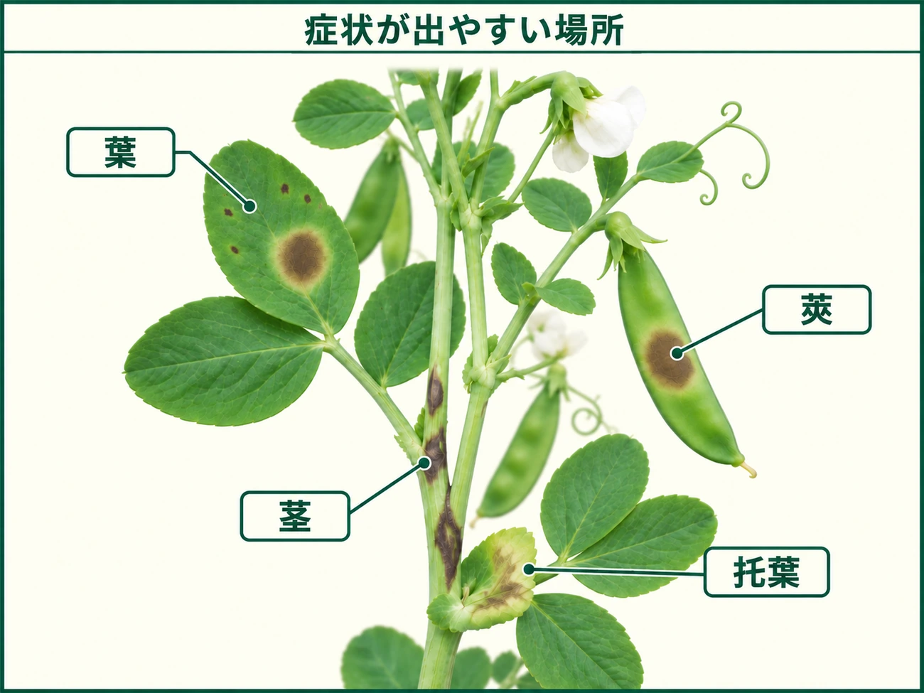 サヤエンドウ褐紋病の症状が出やすい葉、茎、莢、托葉を示した図解