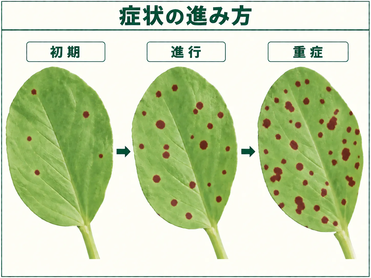 ソラマメ赤色斑点病の初期・進行・重症時の赤褐色斑点の増え方を示した図解