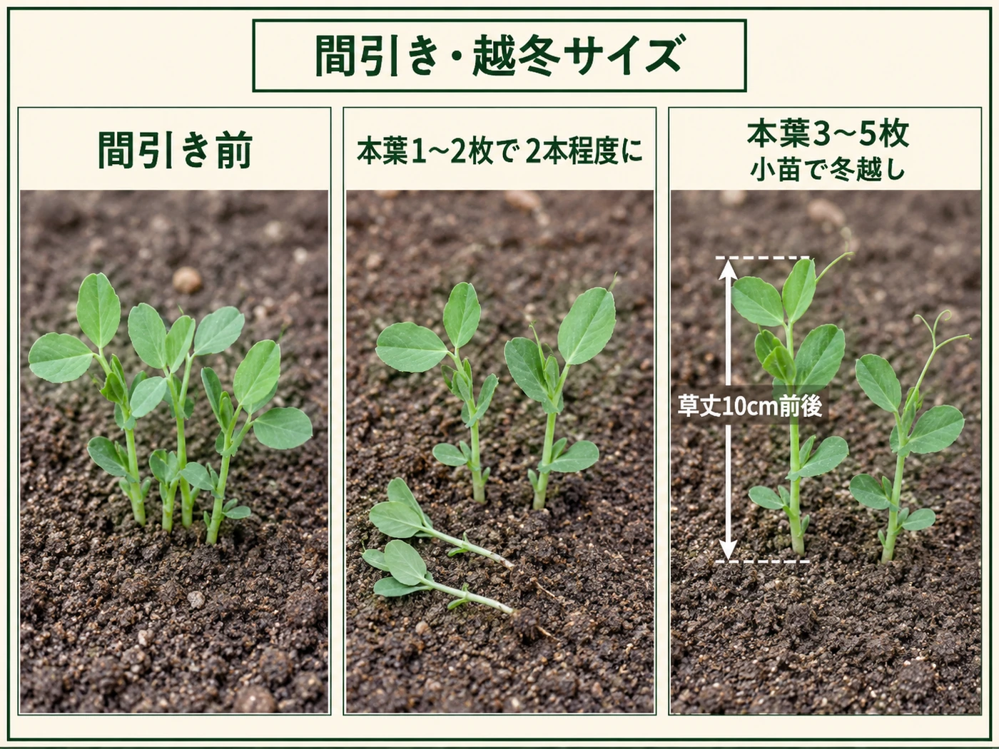 サヤエンドウを間引いて2本程度にし草丈10cm前後の小苗で冬越しさせる目安