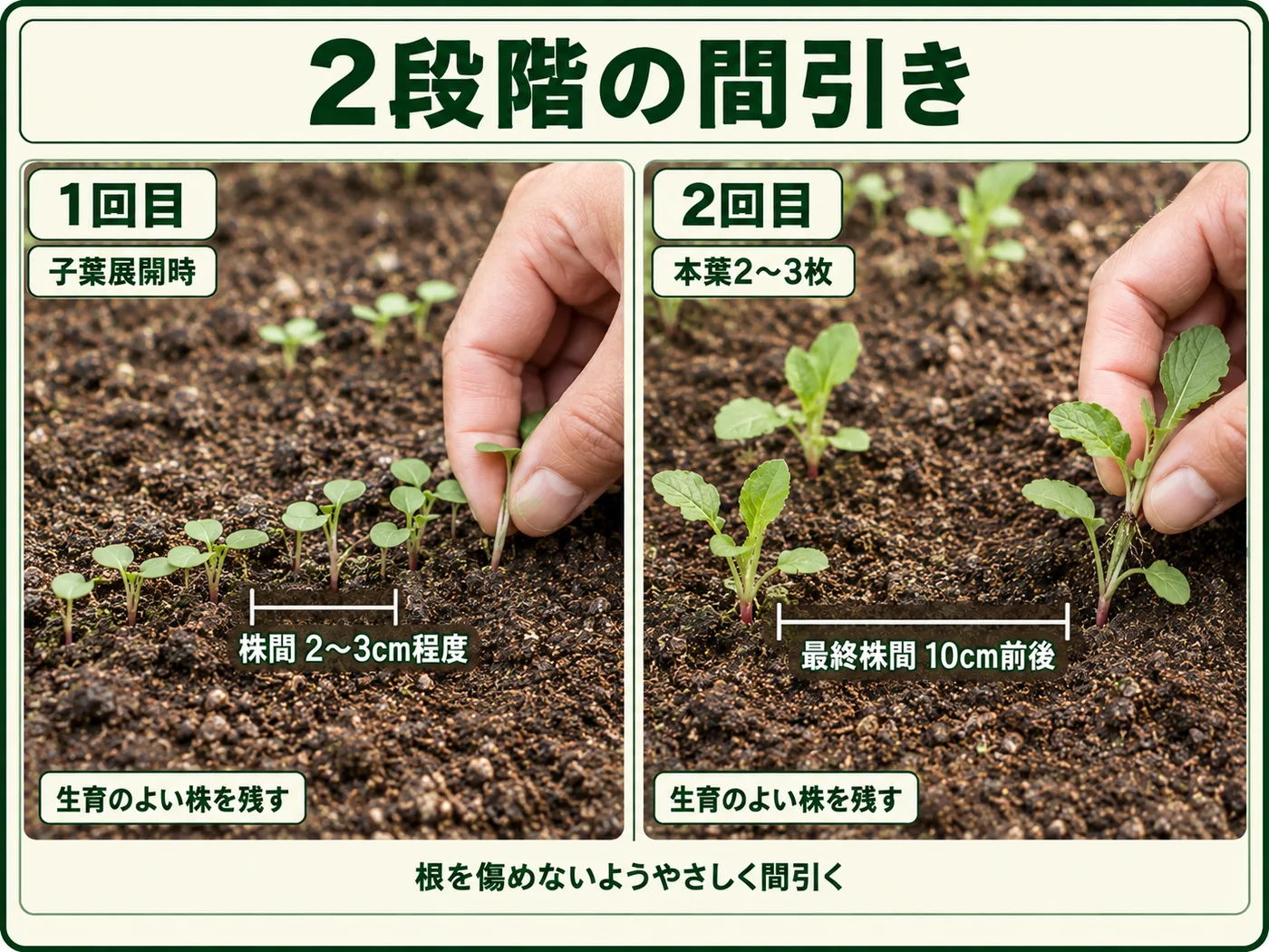 ゴボウを子葉展開時と本葉2〜3枚で2段階に間引き最終株間10cm前後にする方法