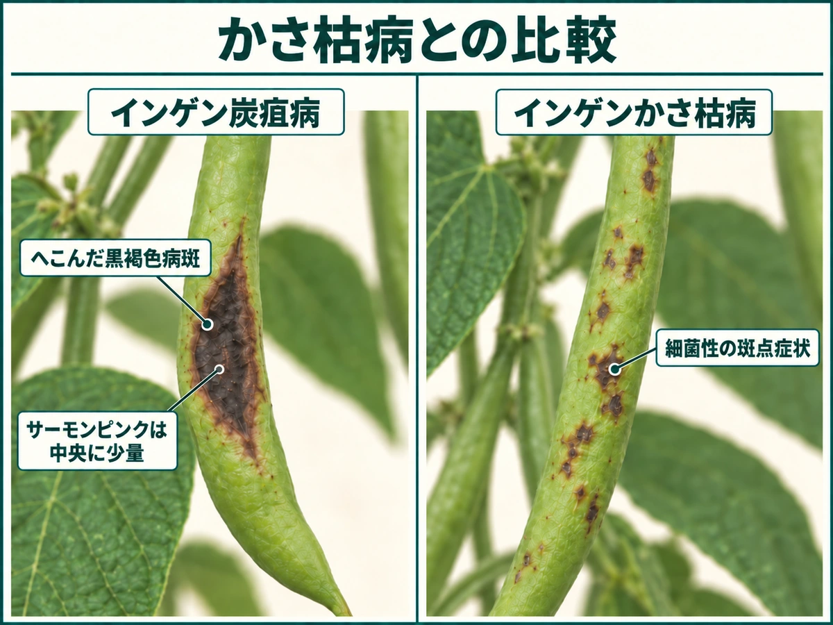 インゲン炭疽病のへこんだ黒褐色病斑と、かさ枯病の黄緑色のハローを伴う赤褐色病斑を比較した図解