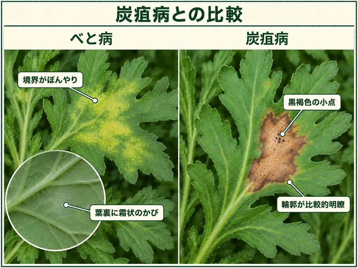 シュンギクべと病のぼやけた黄斑と葉裏の霜状のかびを炭疽病の明瞭な褐色病斑と黒褐色の小点と比較した図解