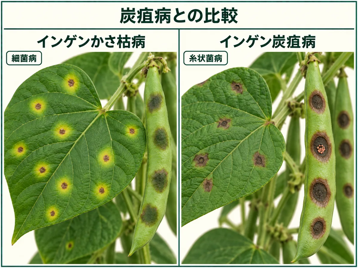 インゲンかさ枯病とインゲン炭疽病の葉と莢の病斑を比較した図解