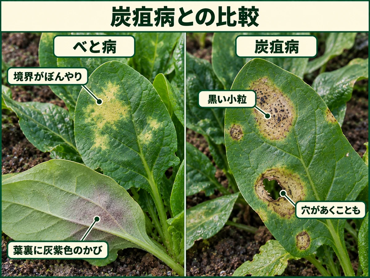 ホウレンソウべと病とホウレンソウ炭疽病の病斑や葉裏のかび、黒い小粒の違いを比較した図解