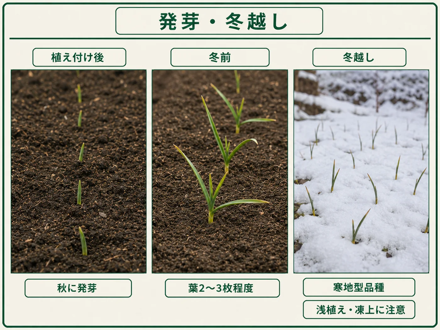 寒冷地のニンニクが秋に発芽し冬前に葉2〜3枚程度で越冬する流れ
