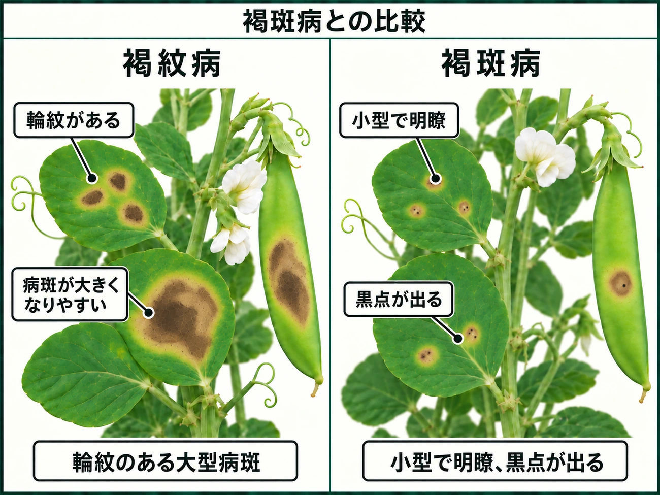 サヤエンドウ褐紋病の輪紋のある大型病斑と褐斑病の小型で明瞭な病斑を比較した図解