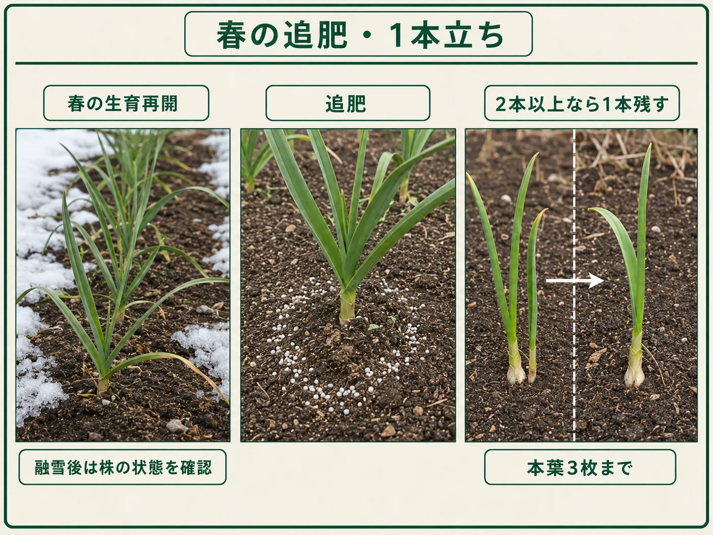 春に生育再開したニンニクへ追肥し複数芽なら本葉3枚までに1本立ちにする方法