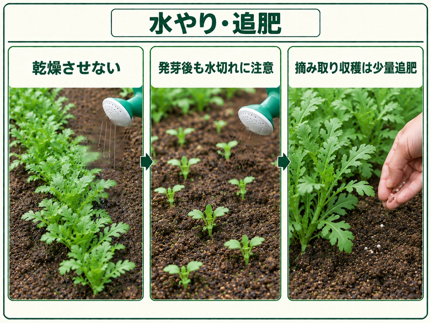 シュンギクを乾燥させず水やりし摘み取り栽培では少量追肥する方法