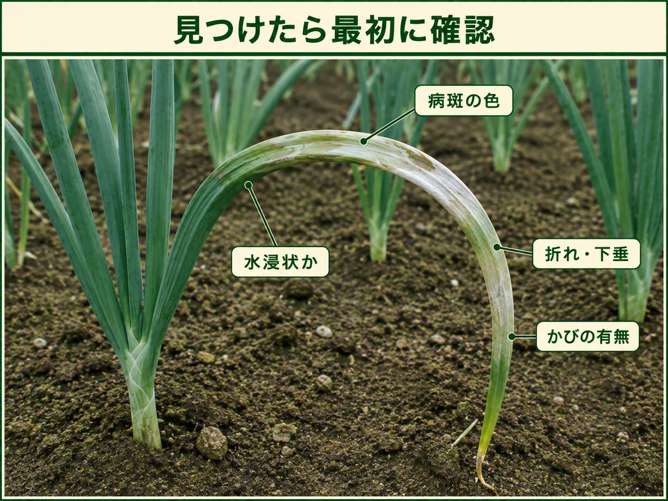 タマネギ白色疫病を見つけたときに確認する病斑の色、水浸状、折れ・下垂、かびの有無を示した図解