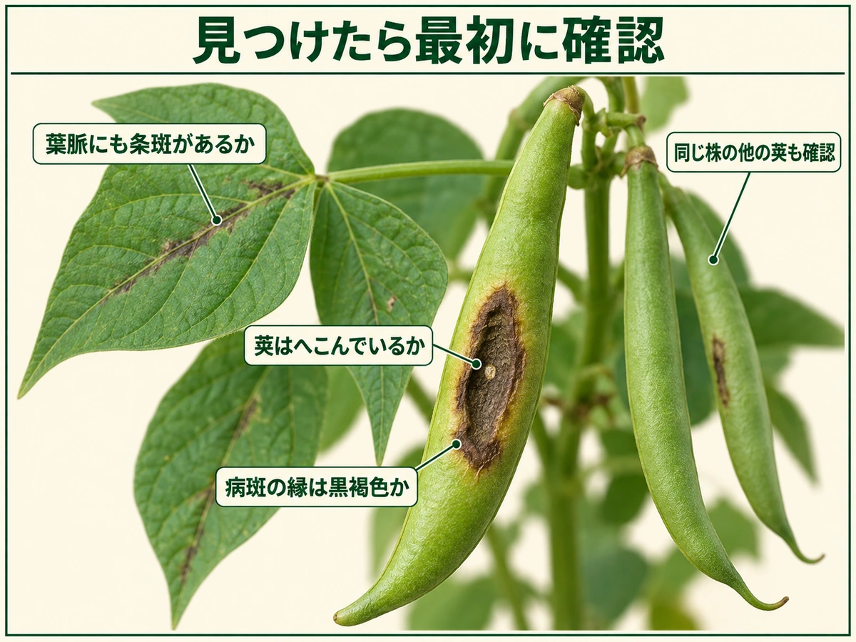 インゲン炭疽病を見つけたときに確認する莢のへこみ、病斑の縁、葉脈の条斑、周囲の莢を示した図解