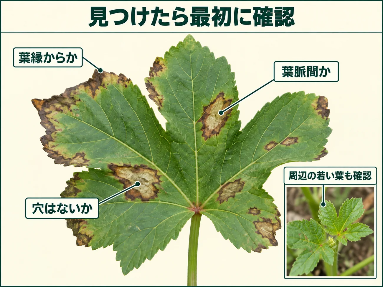 オクラ葉枯細菌病を見つけたときに確認する葉縁、葉脈間、病斑の穴の有無、周辺の若い葉を示した図解