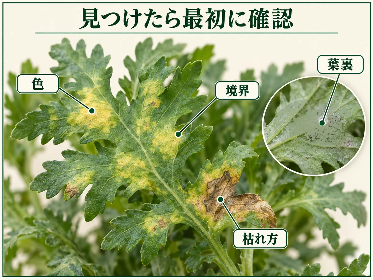 シュンギクべと病を見つけたときに確認する病斑の色、境界、葉裏の霜状のかび、褐色の枯れ方を示した図解