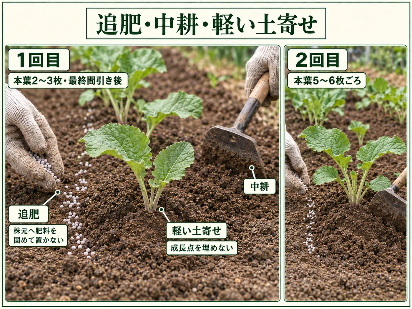 ゴボウの最終間引き後と本葉5〜6枚ごろに追肥・中耕・軽い土寄せを行う方法