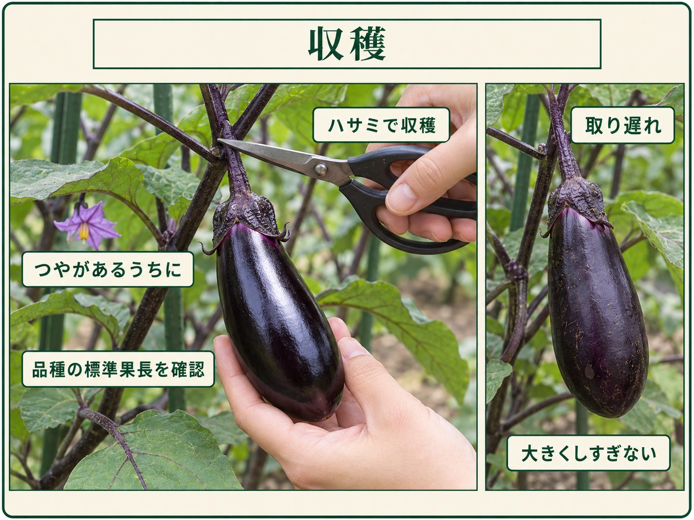 つやのある若いナスを品種の標準果長に合わせ、大きくしすぎる前にハサミで収穫する目安