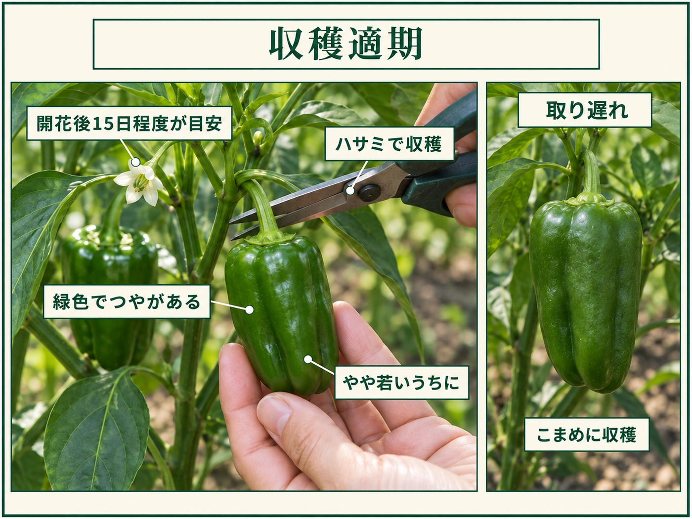 緑色でつやのあるピーマンを開花後15日程度を目安に、やや若いうちにハサミで収穫する方法