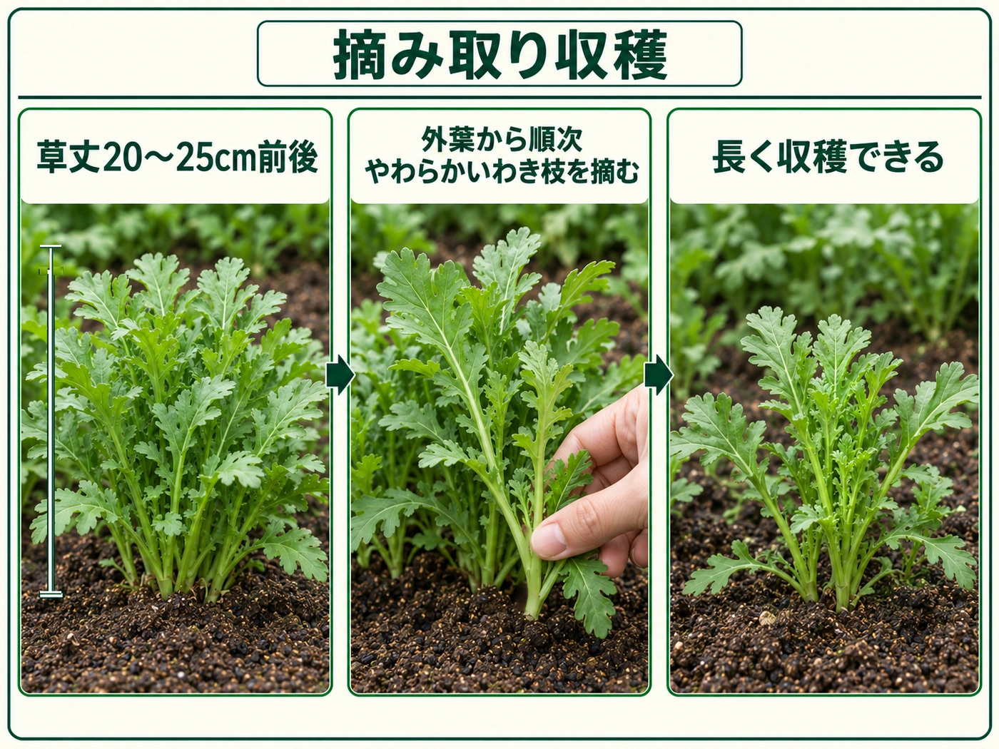 草丈20〜25cm前後のシュンギクを摘み取り収穫する方法