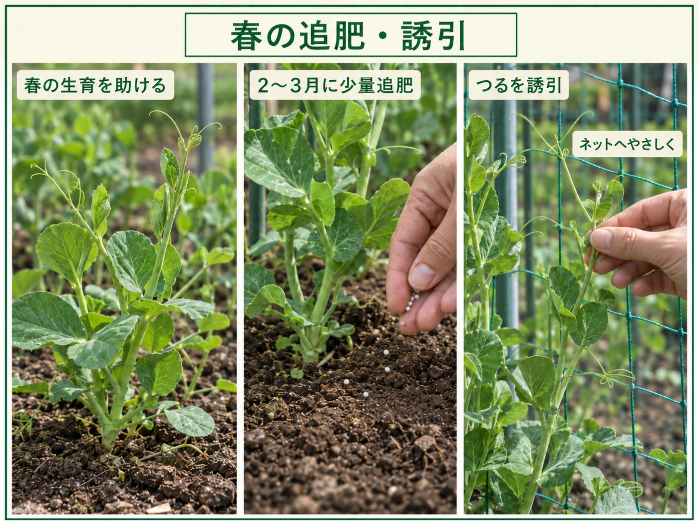 冬越ししたサヤエンドウへ春に追肥し伸びたつるをネットへ誘引する管理