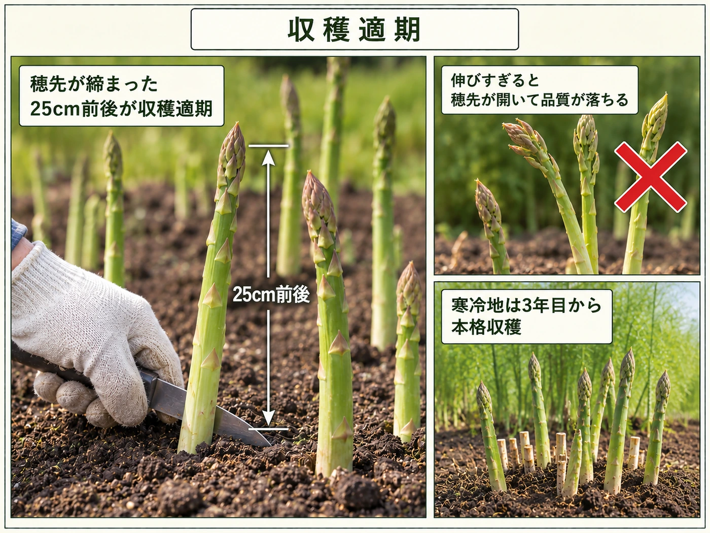 穂先が締まった25cm前後のアスパラガスを地際で収穫する適期