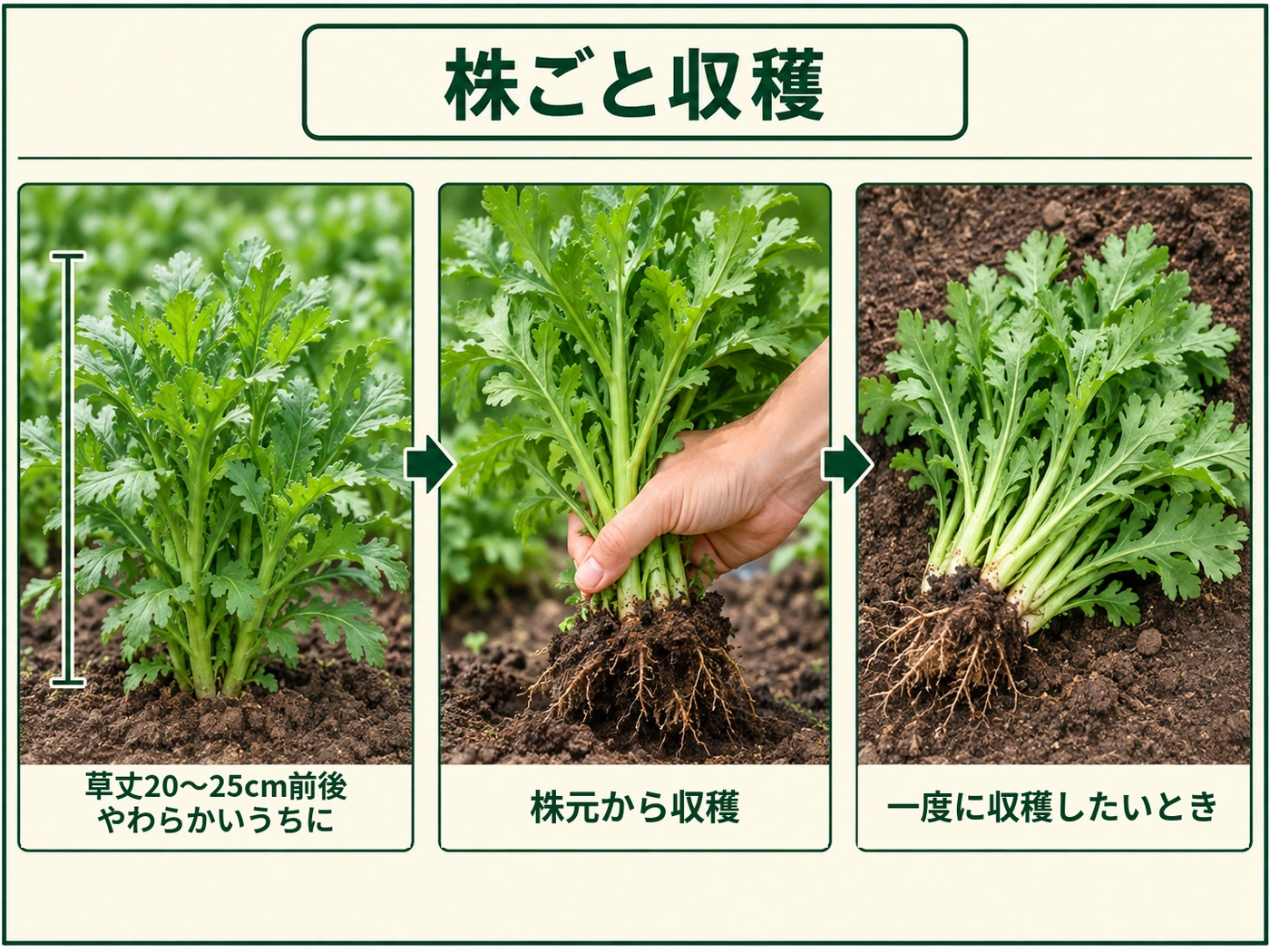 草丈20〜25cm前後のシュンギクを株ごと収穫する方法