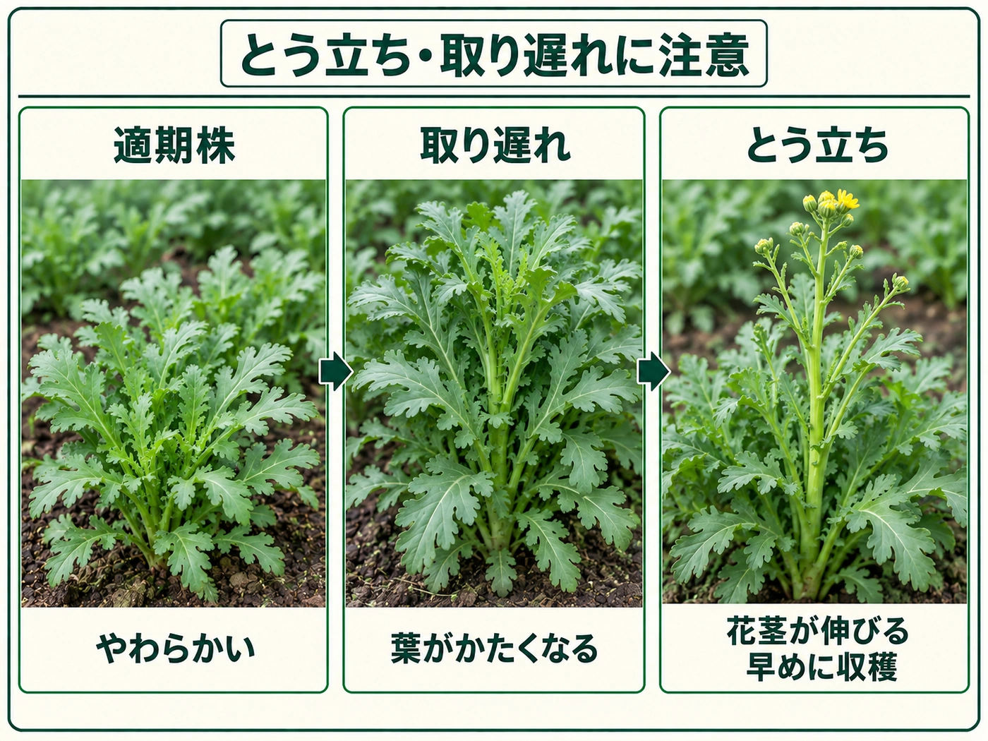 シュンギクの適期株と取り遅れ株・とう立ち株の比較
