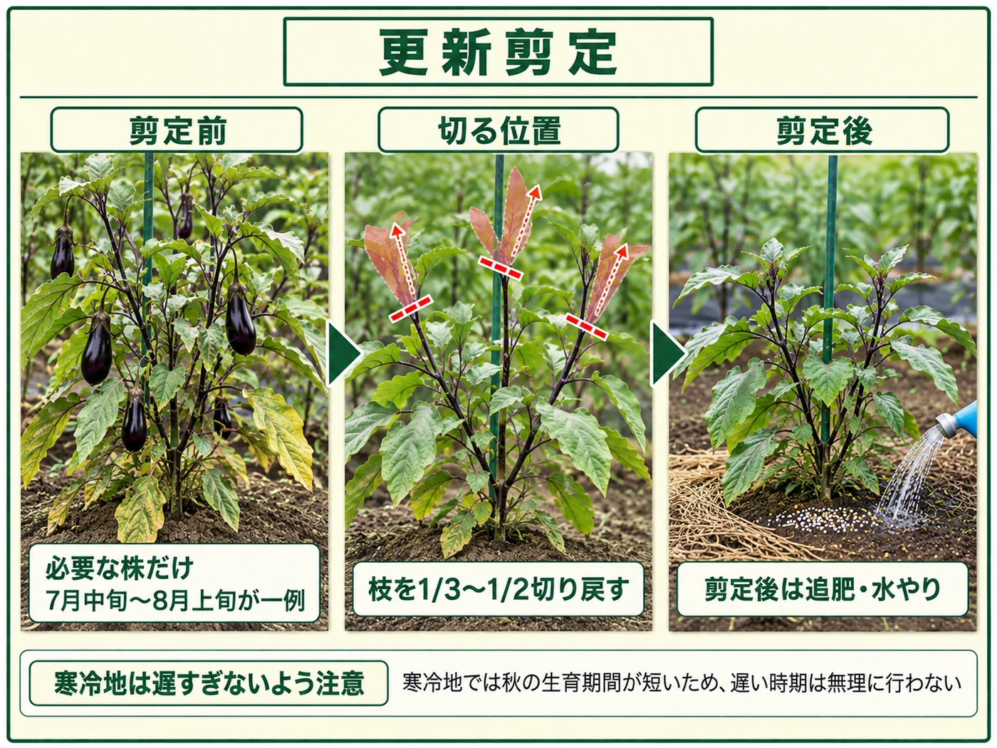 真夏に弱ったナスの主枝を7月中旬〜8月上旬に1/3〜1/2程度切り戻し、追肥と水やりをする更新剪定