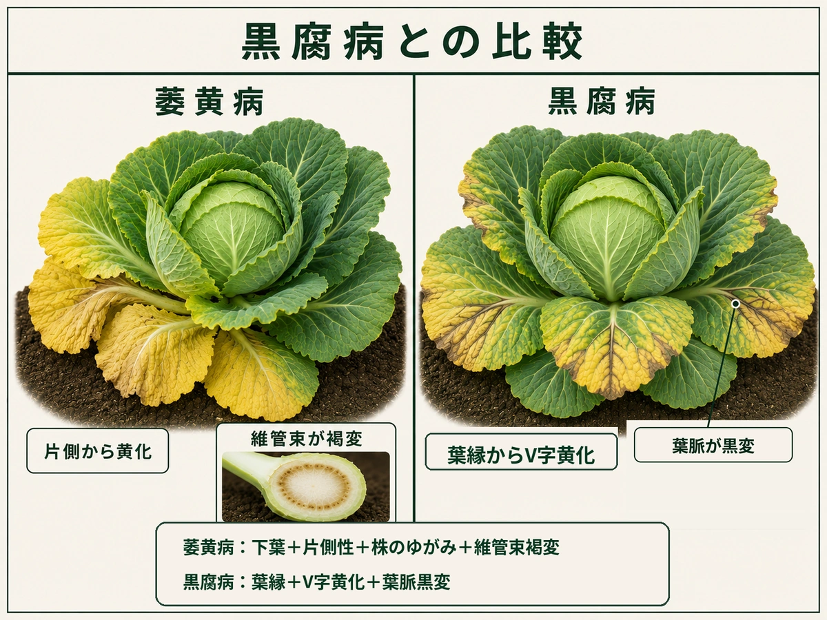キャベツ萎黄病の片側からの黄化・維管束褐変と、黒腐病の葉縁V字黄化・葉脈黒変を比較した図解
