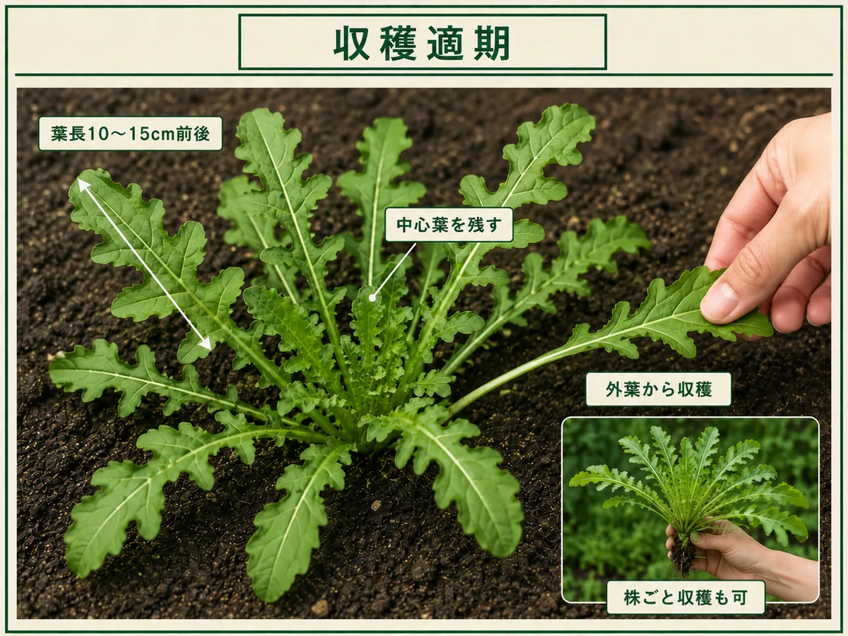 葉長10〜15cm前後のルッコラを中心葉を残して外葉から収穫する方法