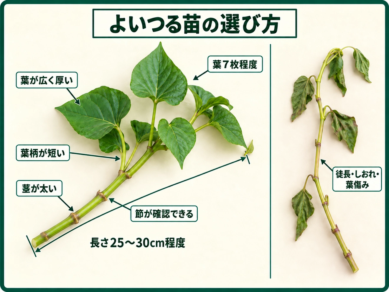 節数が多く太すぎず細すぎない健全なサツマイモのつる苗を選ぶポイント