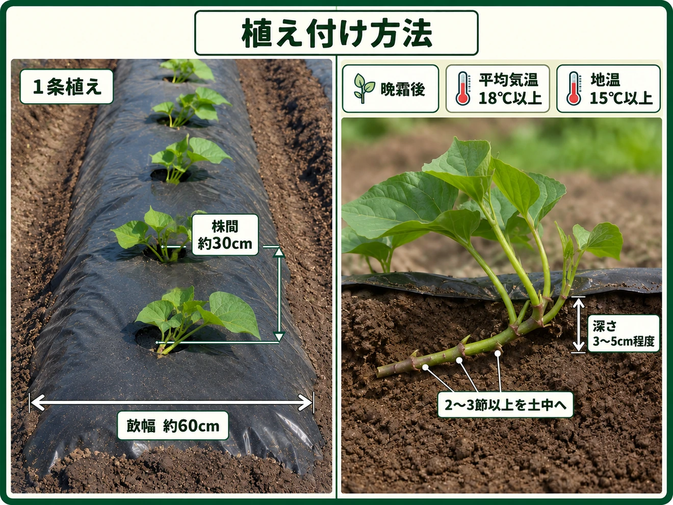 サツマイモのつる苗を水平植えや斜め植えで植え付ける方法