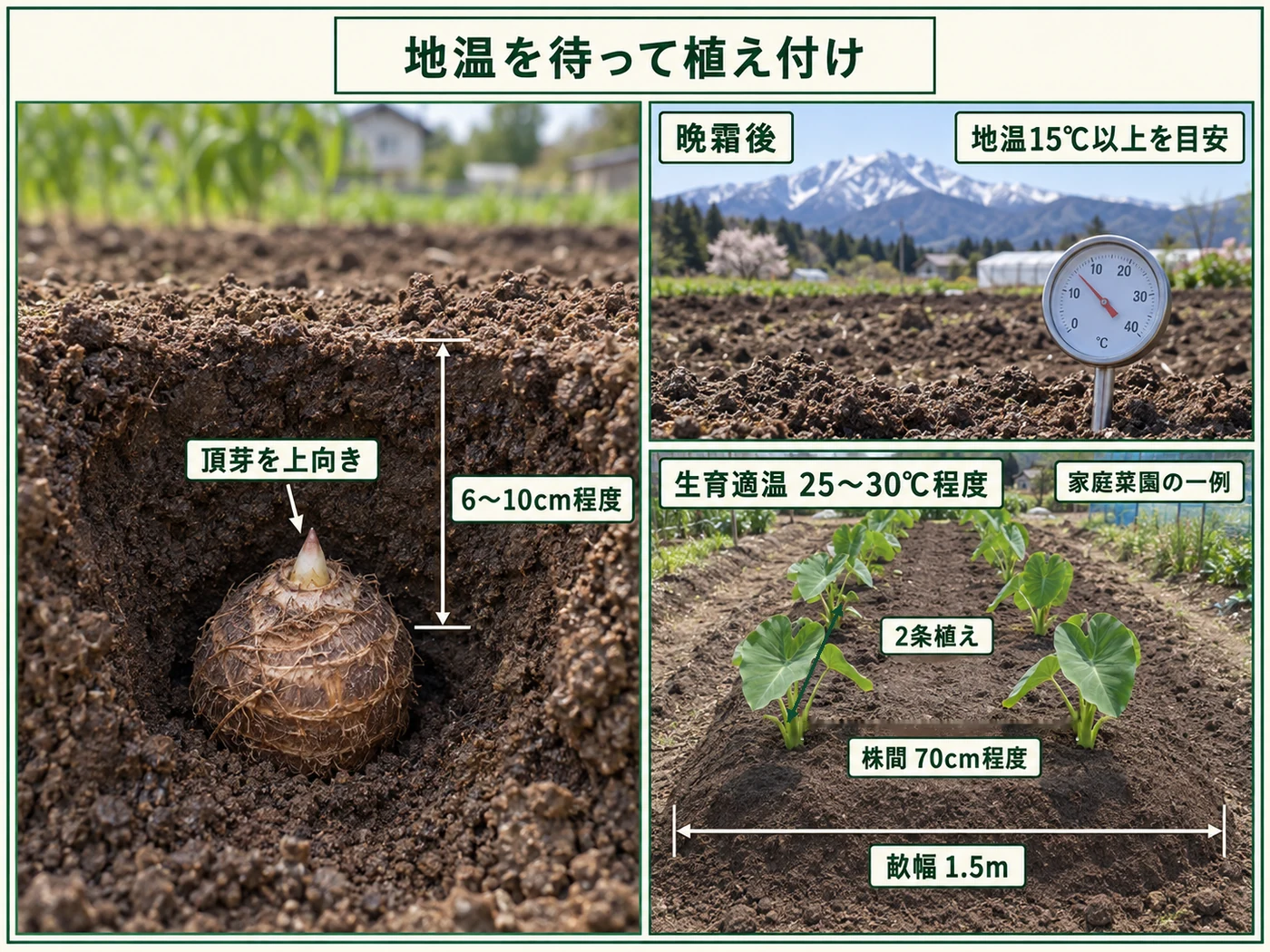 サトイモを地温15℃以上で頂芽を上にして植え付ける方法