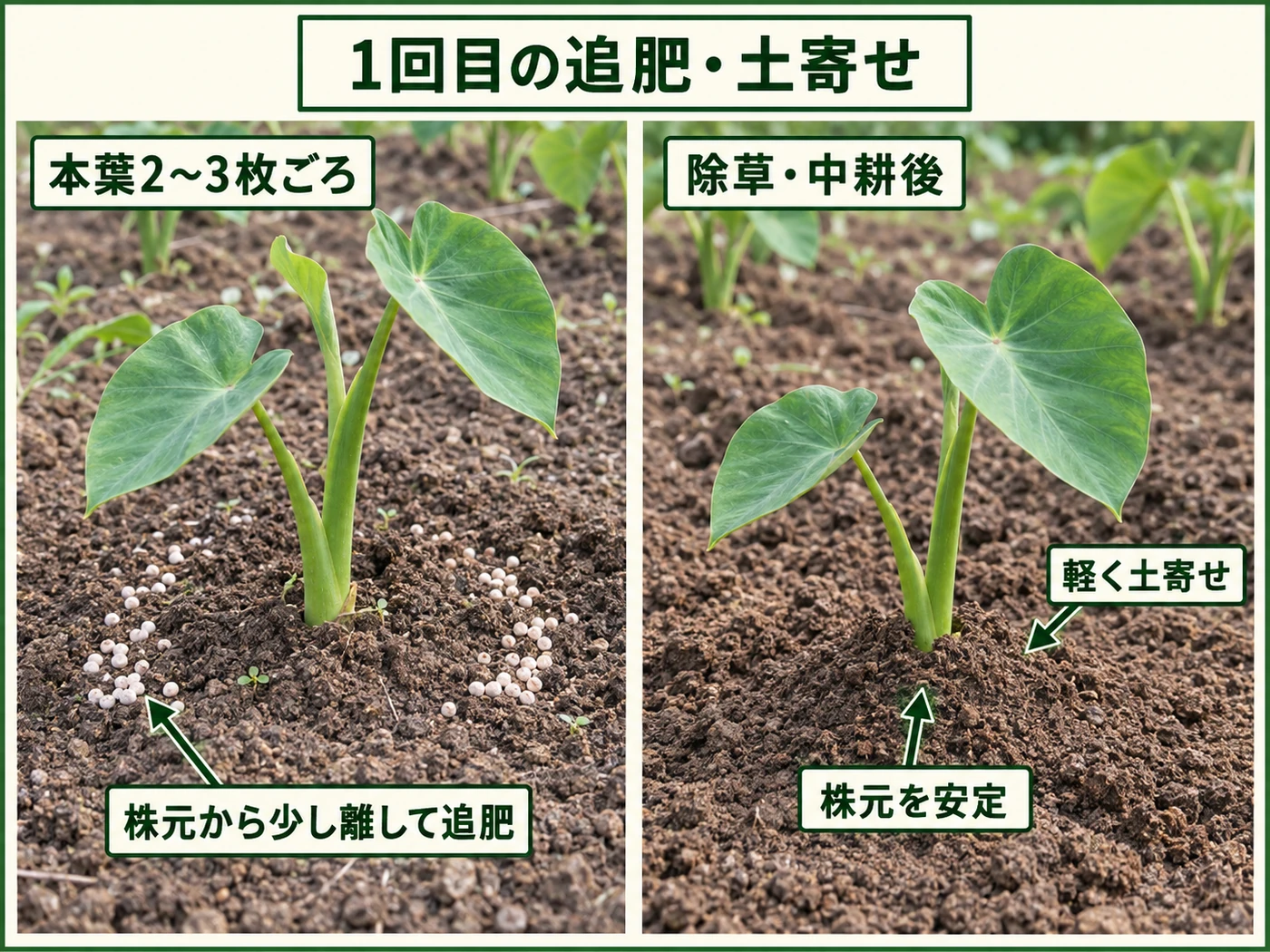 サトイモの本葉2〜3枚ごろに1回目の追肥と土寄せをする方法