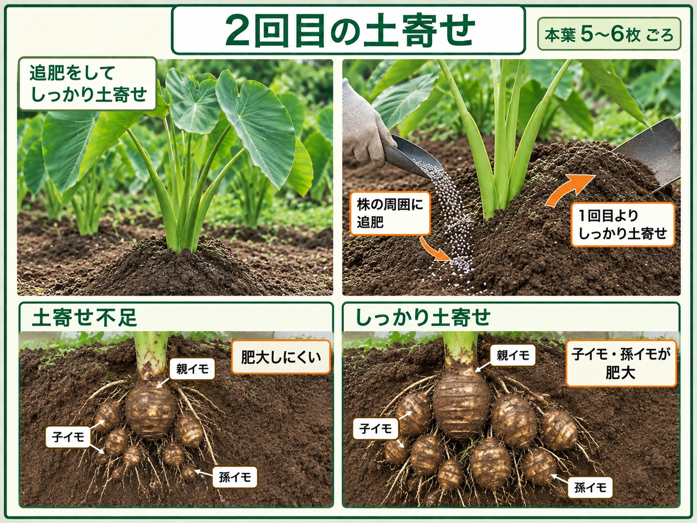 サトイモの本葉5〜6枚ごろに2回目の土寄せをする方法
